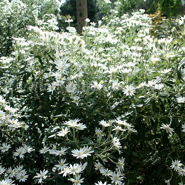 Silver Bush Daisy 1G [Euryops Pectinatus]